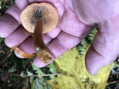 Lactarius luculentus