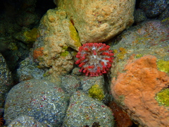 Telmatactis cricoides