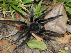 Sericopelma