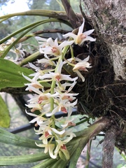 Xylobium elongatum