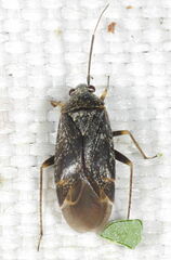 Psallus montanus