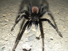 Sericopelma