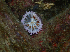 Telmatactis cricoides