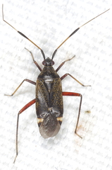 Closterotomus biclavatus