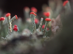 Cladonia didyma