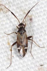Cremnocephalus alpestris