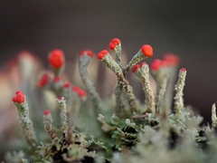 Cladonia didyma