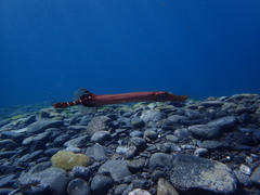Aulostomus strigosus