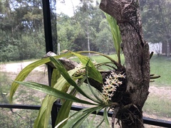 Xylobium elongatum