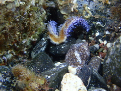 Coscinasterias tenuispina