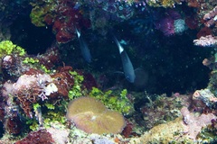 Pycnochromis margaritifer