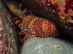 Panulirus echinatus