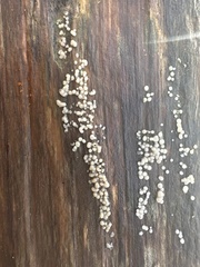 Helicogloea compressa