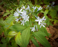 Amsonia tabernaemontana