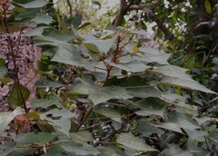 Mallotus paniculatus