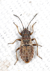 Nithecus jacobaeae