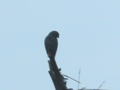 Kaupifalco monogrammicus