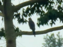 Kaupifalco monogrammicus