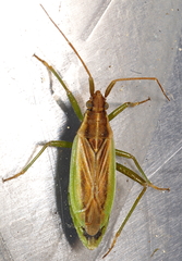 Stenodema holsata