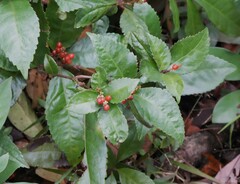Sarcandra glabra