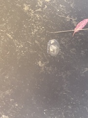 Pseudorhiza haeckeli