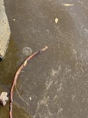 Pseudorhiza haeckeli