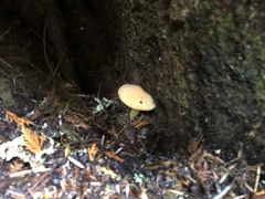 Chroogomphus tomentosus