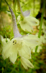 Delphinium tricorne