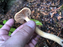 Chroogomphus tomentosus