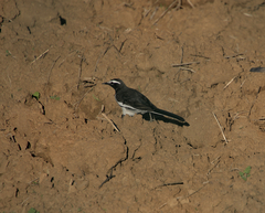 Motacilla maderaspatensis
