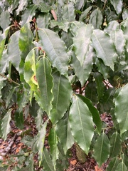Prunus lusitanica