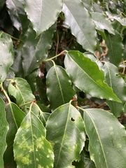 Prunus lusitanica