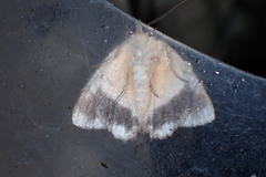 Dindica olivacea