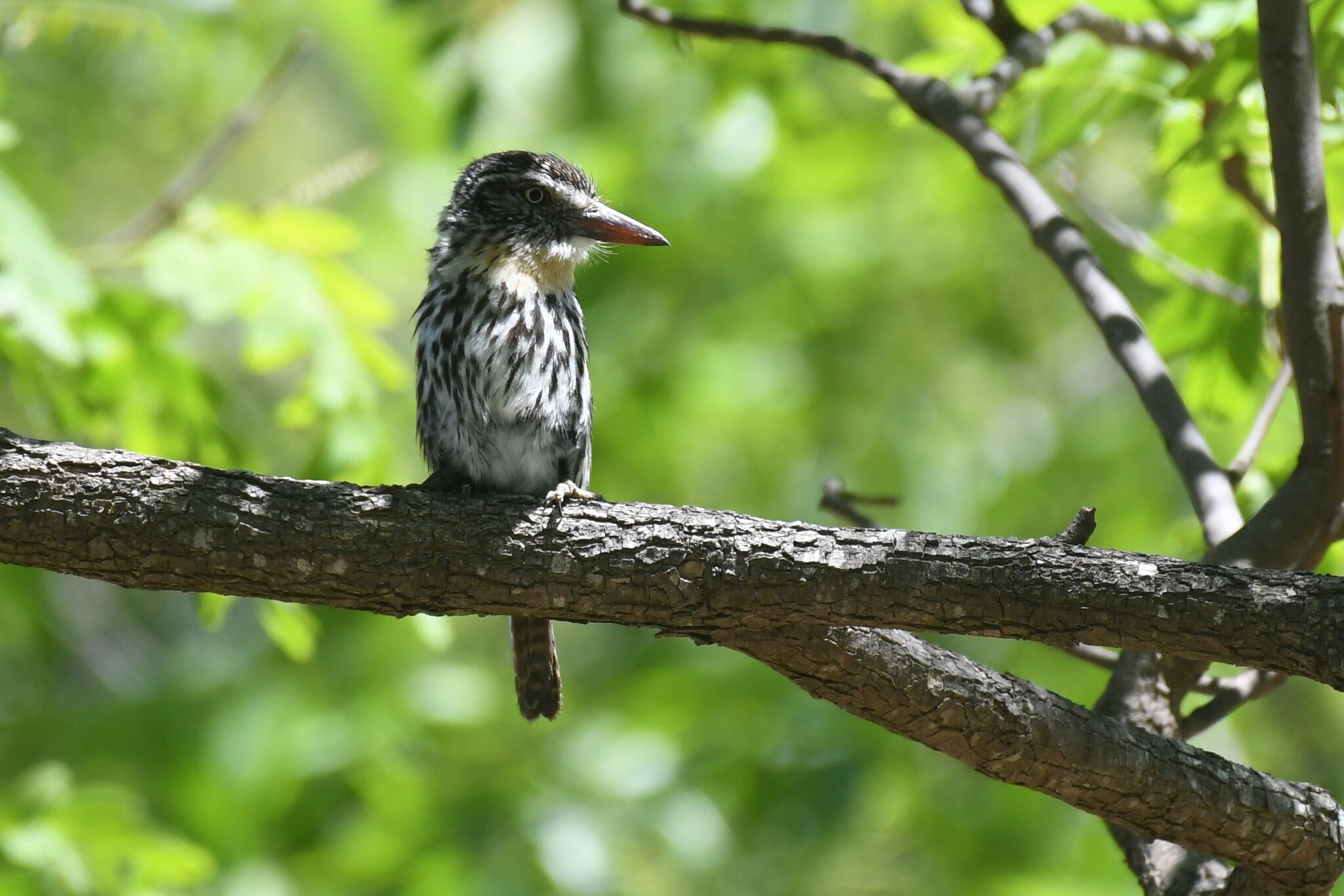 Spot-backed Puffbird (Nystalus maculatus)