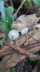 Strobilurus ohshimae