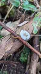 Strobilurus ohshimae