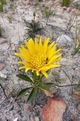 Berkheya herbacea