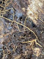 Hydnophlebia