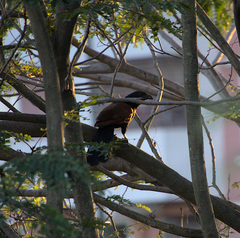 Centropus sinensis parroti