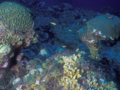 Chaetodon sedentarius