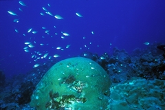 Azurina multilineata