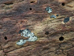 Rosellinia subiculata