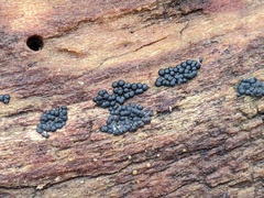 Rosellinia subiculata