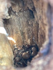Melanerpes formicivorus