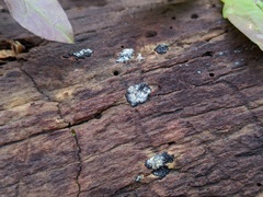 Rosellinia subiculata