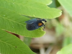 Bothriocera