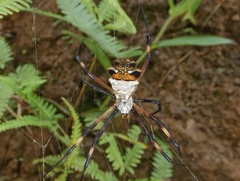 Argiope argentata