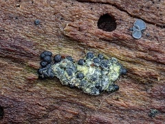 Rosellinia subiculata