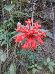 Bouvardia ternifolia