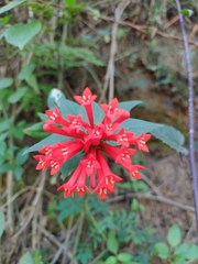 Bouvardia ternifolia